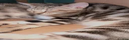 Mixed Breed cats for sale: Kittens  - Advert 3