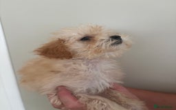 Poochon dogs for sale: Poochon puppies - Image 2