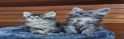 Maine Coon cats for sale: Pedigree Maine Coon Kittens for sale  - Advert 33