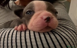 Boston Terrier dogs for sale: Exceptional Blue Boston Terrier Puppies 💙🐾 - Image 8
