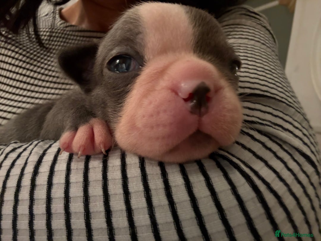 Boston Terrier dogs for sale: Exceptional Blue Boston Terrier Puppies 💙🐾 - Image 8