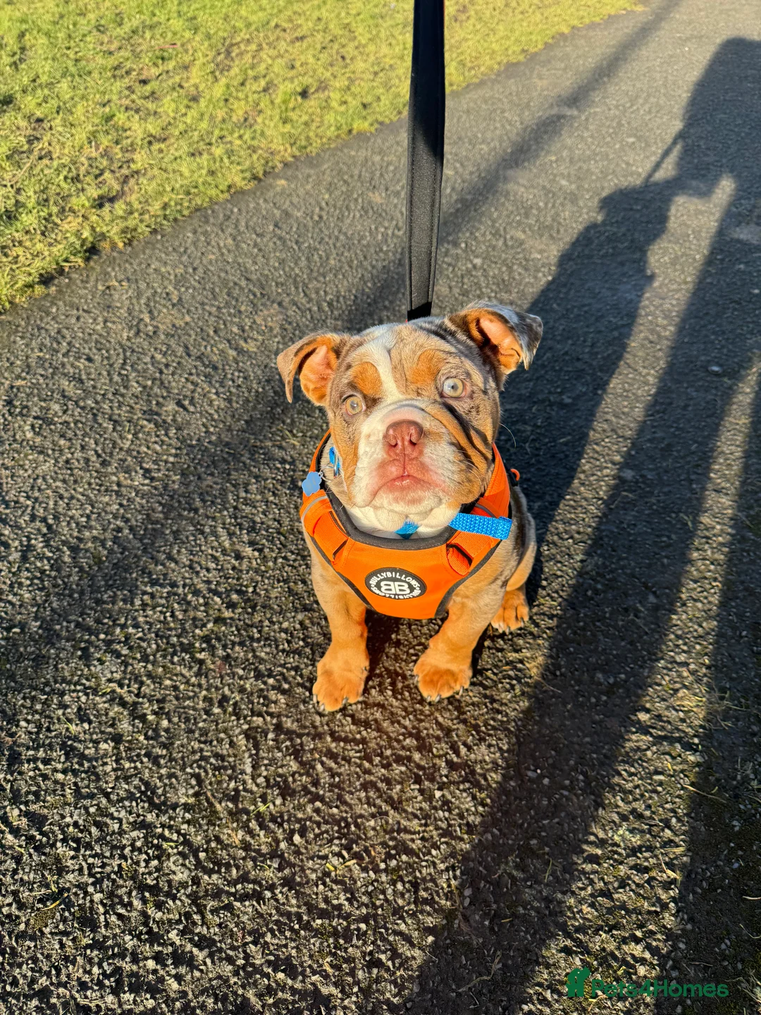 English Bulldog dogs for sale: English bulldog - Advert 7