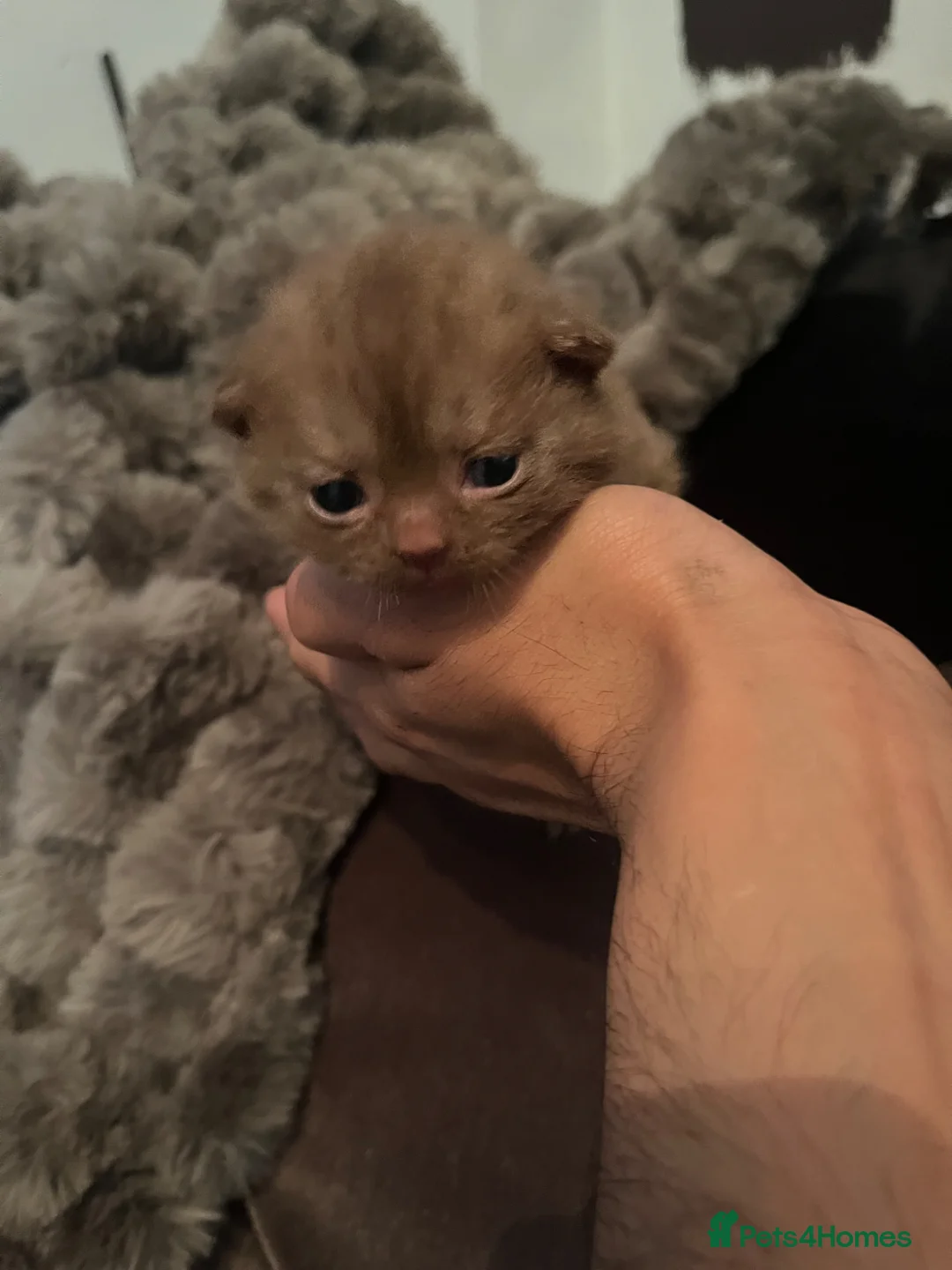 Scottish Fold cats for sale: Super Special Scottish fold babies - reg. pedigree - Advert 2