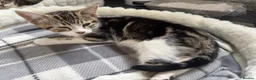 Mixed Breed cats for sale: Beautiful baby kittens for sale  - Advert 4