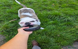 American Bulldog dogs for sale: Rescue Ozzy  - Image 22