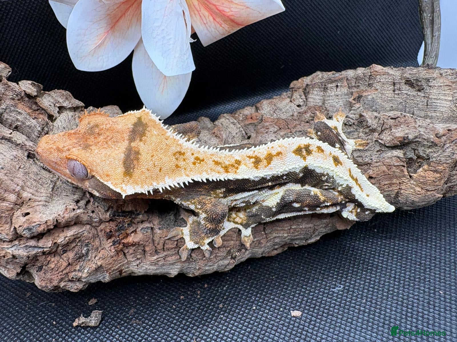 Gecko reptiles Crested gecko for sale  - Advert 1