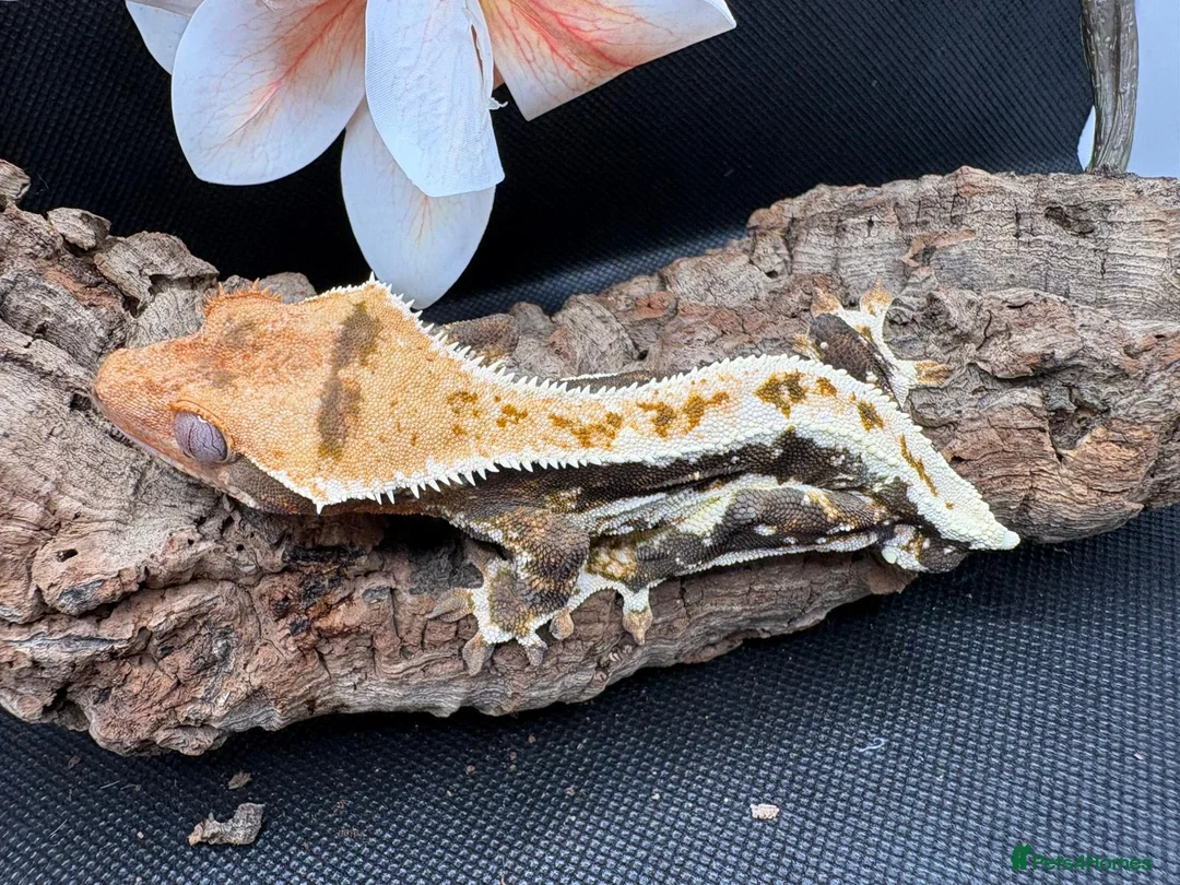 Gecko reptiles for sale: Crested gecko for sale  - Advert 1