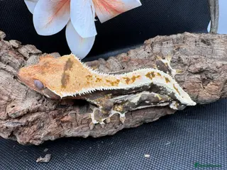 Gecko reptiles Crested gecko for sale - Advert 1