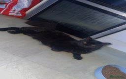Maine Coon cats for sale: Manie coin crossed British long hair  - Image 2