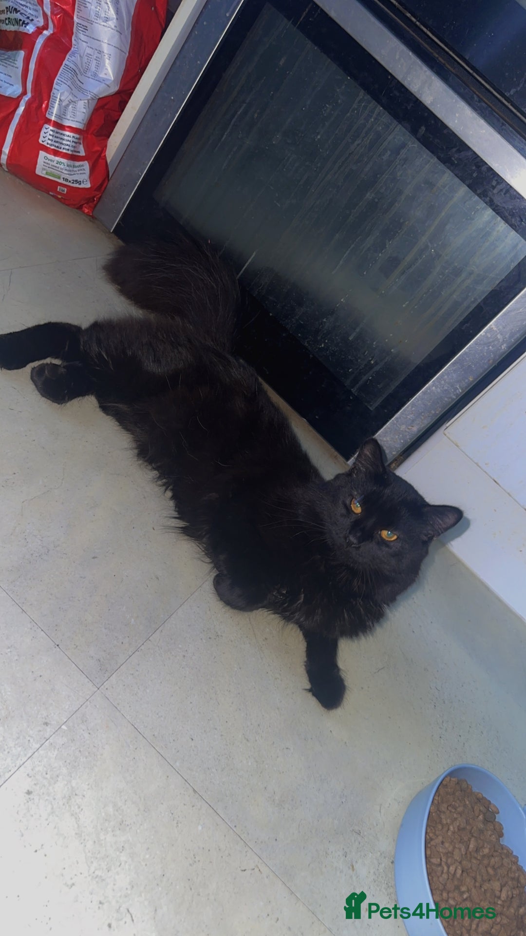 Maine Coon cats for sale: Manie coin crossed British long hair  - Image 2