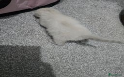Ragdoll cats for sale: 💙 BLUEPOINT RAGDOLL BOY FOR SALE 💙 - Image 29