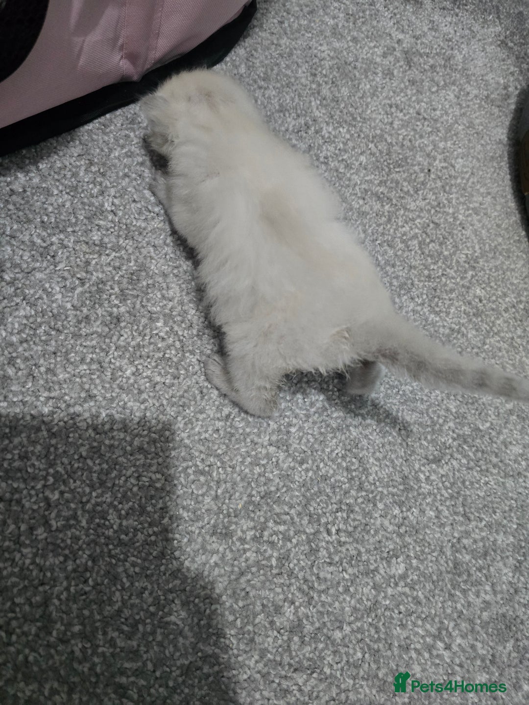 Ragdoll cats for sale: 💙 BLUEPOINT RAGDOLL BOY FOR SALE 💙 - Image 29