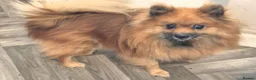 Pomeranian dogs for sale: Little pomeranian puppies  - Advert 16