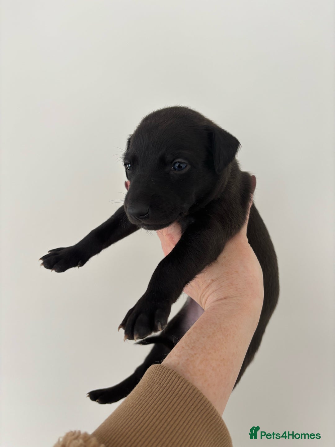 Mixed Breed dogs for sale: Pharaoh hound x whippet puppies  - Image 8