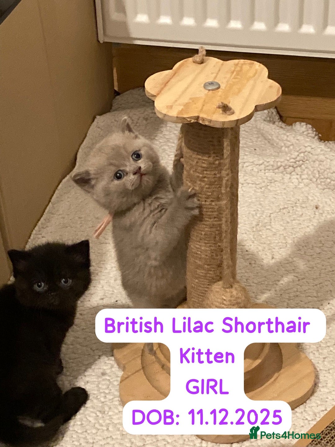 British Shorthair cats for sale: My Gorgeous kittens 😻looking for new home❤️ - Advert 5