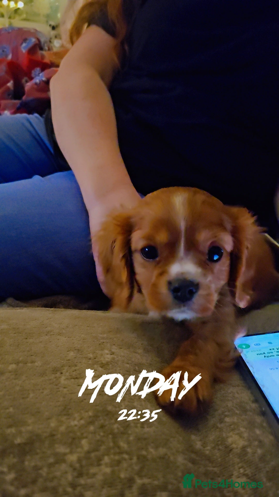 Cavalier King Charles Spaniel dogs for sale: Cavalier king charles puppys READY NOW pedigree KC - Advert 8