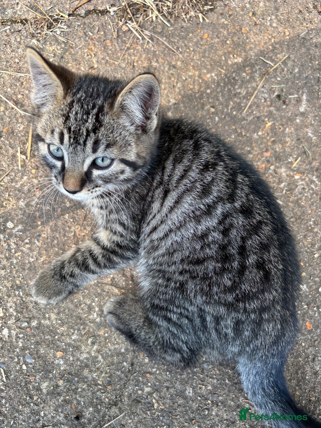 Mixed Breed cats for sale: Beautiful tabby kittens - Image 8