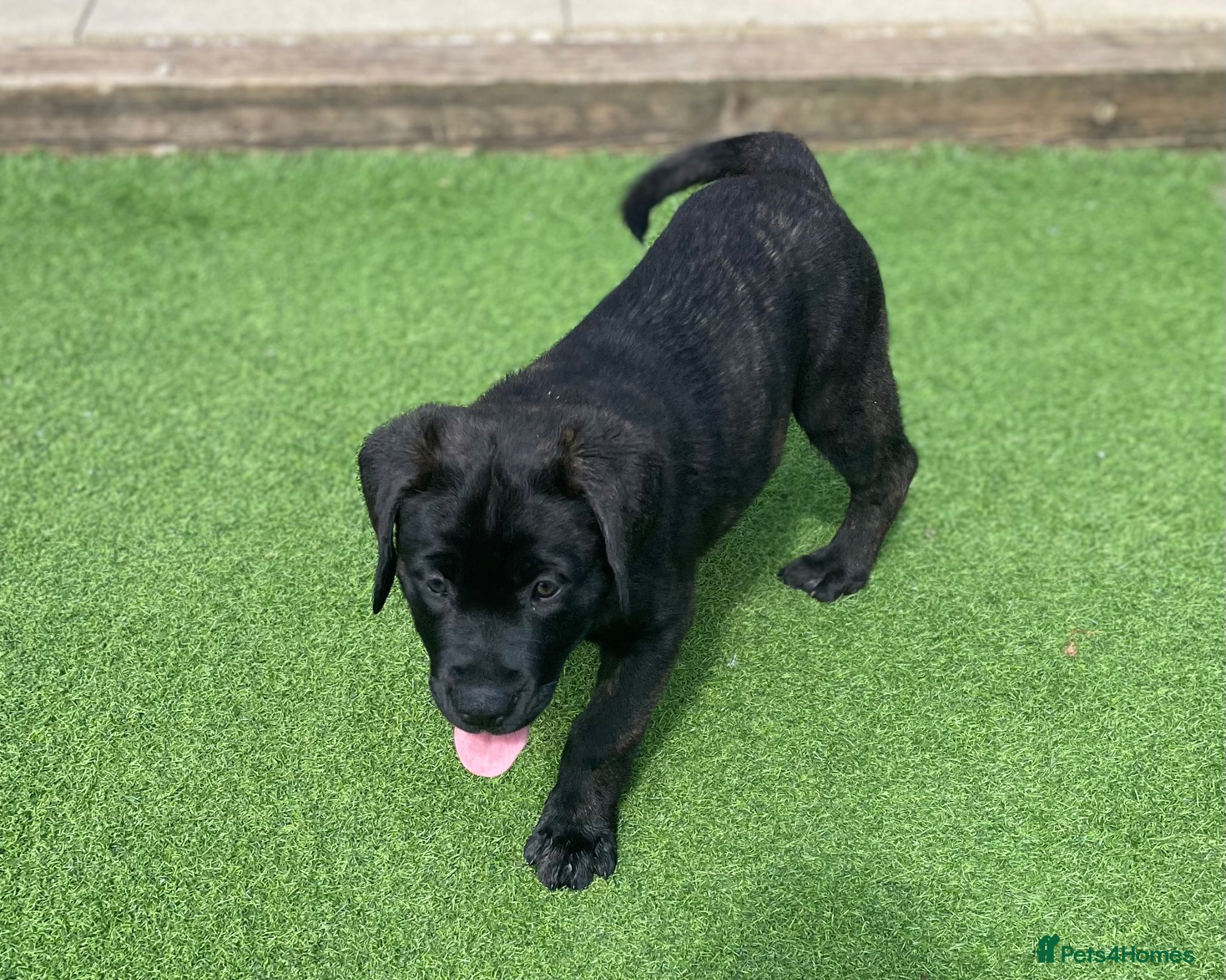 Mixed Breed dogs 🔥🐶LAST PUPPY - CANE CORSO X PRESA CANARIO £800🔥 - Advert 10