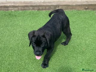 Mixed Breed dogs 🔥🐶LAST PUPPY - CANE CORSO X PRESA CANARIO £800🔥 - Advert 10