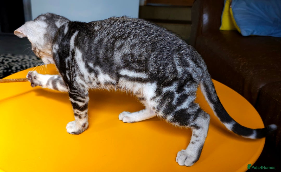Bengal cats for sale: Exceptional Bengal kittens Available  - Image 23