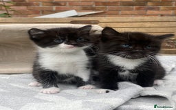 Mixed Breed cats for sale: Fluffy mixed tabby kittens  - Image 5