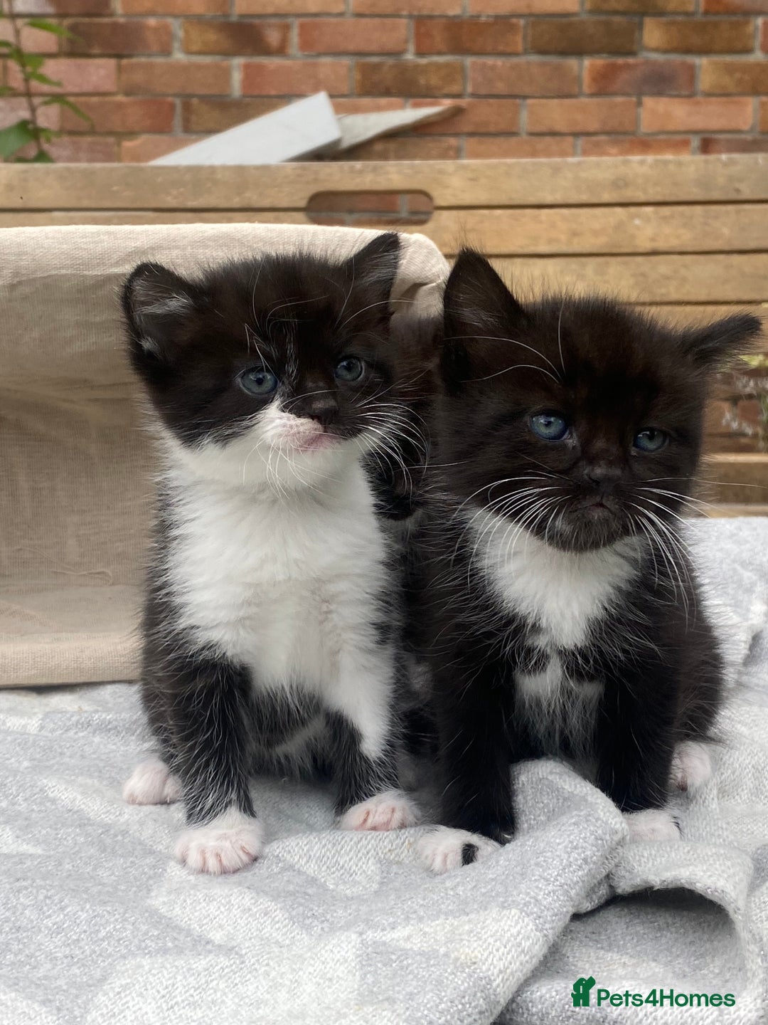 Mixed Breed cats for sale: Fluffy mixed tabby kittens  - Image 5
