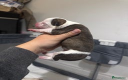 Mixed Breed dogs for sale: American bulldog cross Staffy pups - Image 18