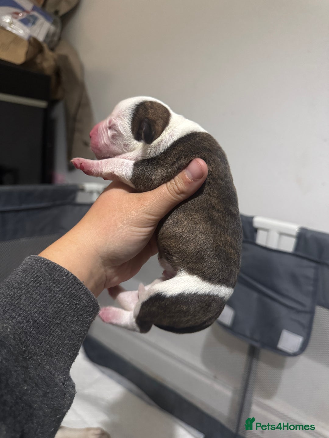 Mixed Breed dogs for sale: American bulldog cross Staffy pups - Image 18