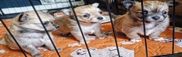 Chihuahua dogs for sale: Four adorable boys- ready soon in Canterbury - Advert 7