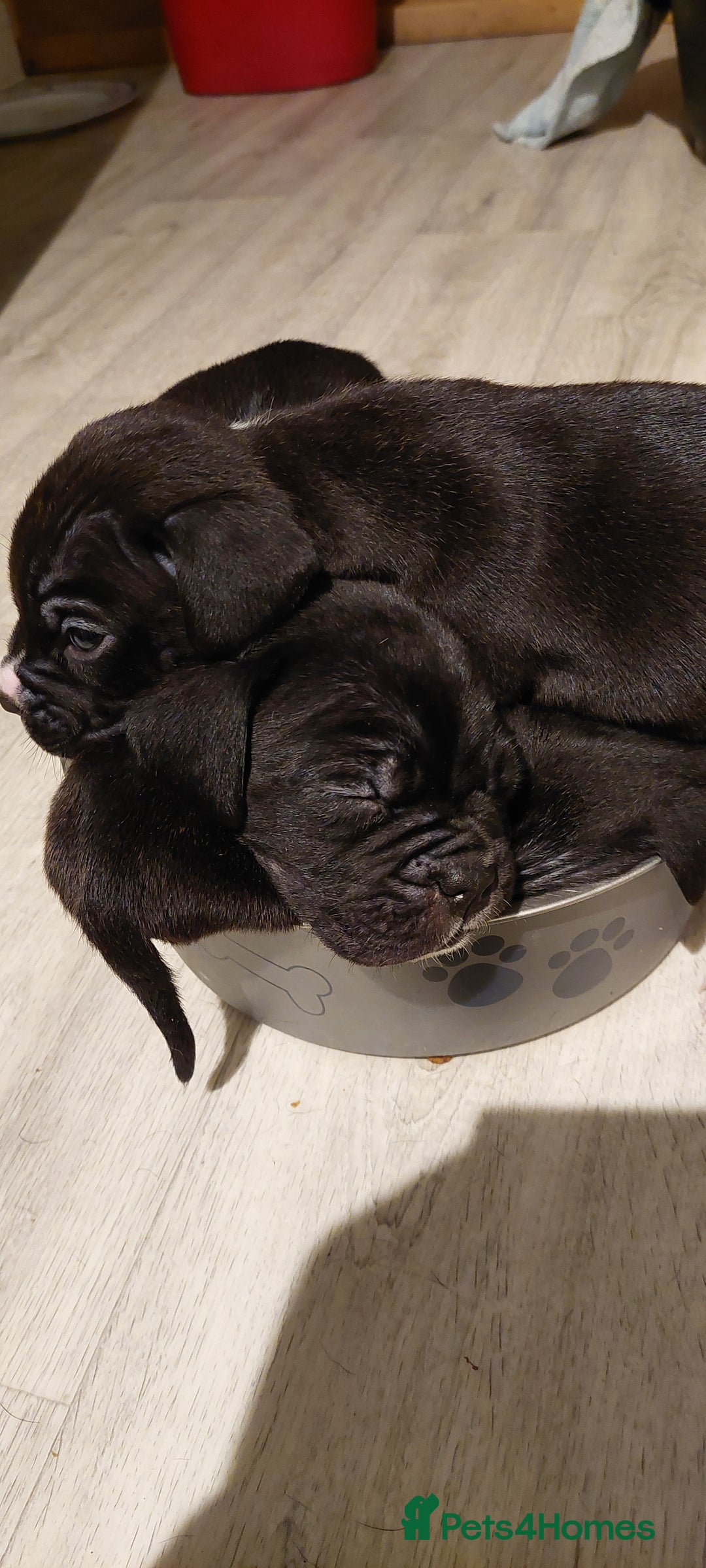 Mixed Breed dogs for sale: Cane Corso cross American bulldog puppy's  - Advert 21