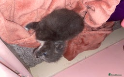 British Shorthair cats for sale: 1 kitten  - Image 2