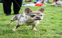 French Bulldog dogs for stud: Ace ready for Stud - Image 2