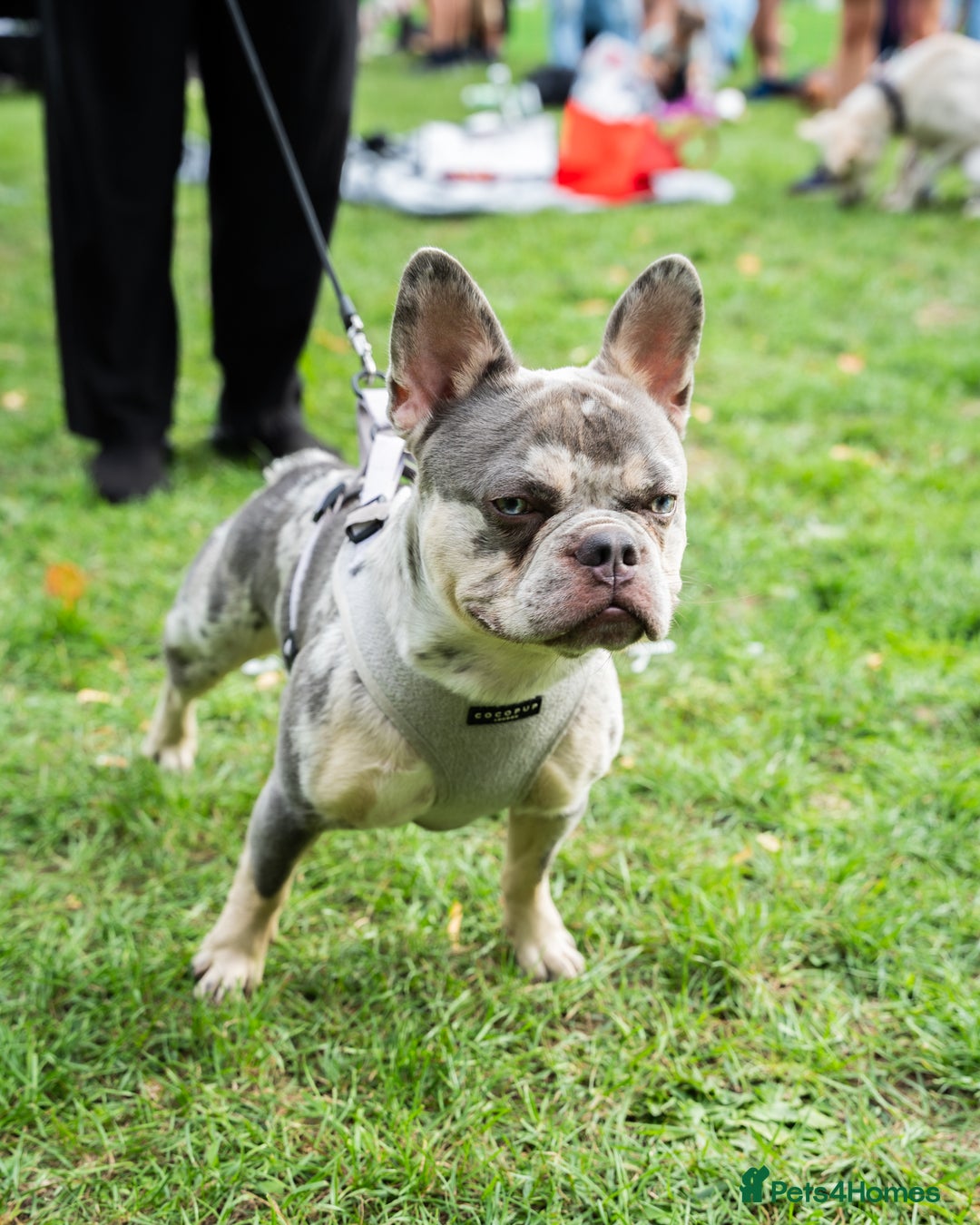 French Bulldog dogs for stud: Ace ready for Stud - Image 2