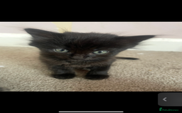 British Shorthair cats for sale: 2 kittens left been around children and dogs  - Image 6
