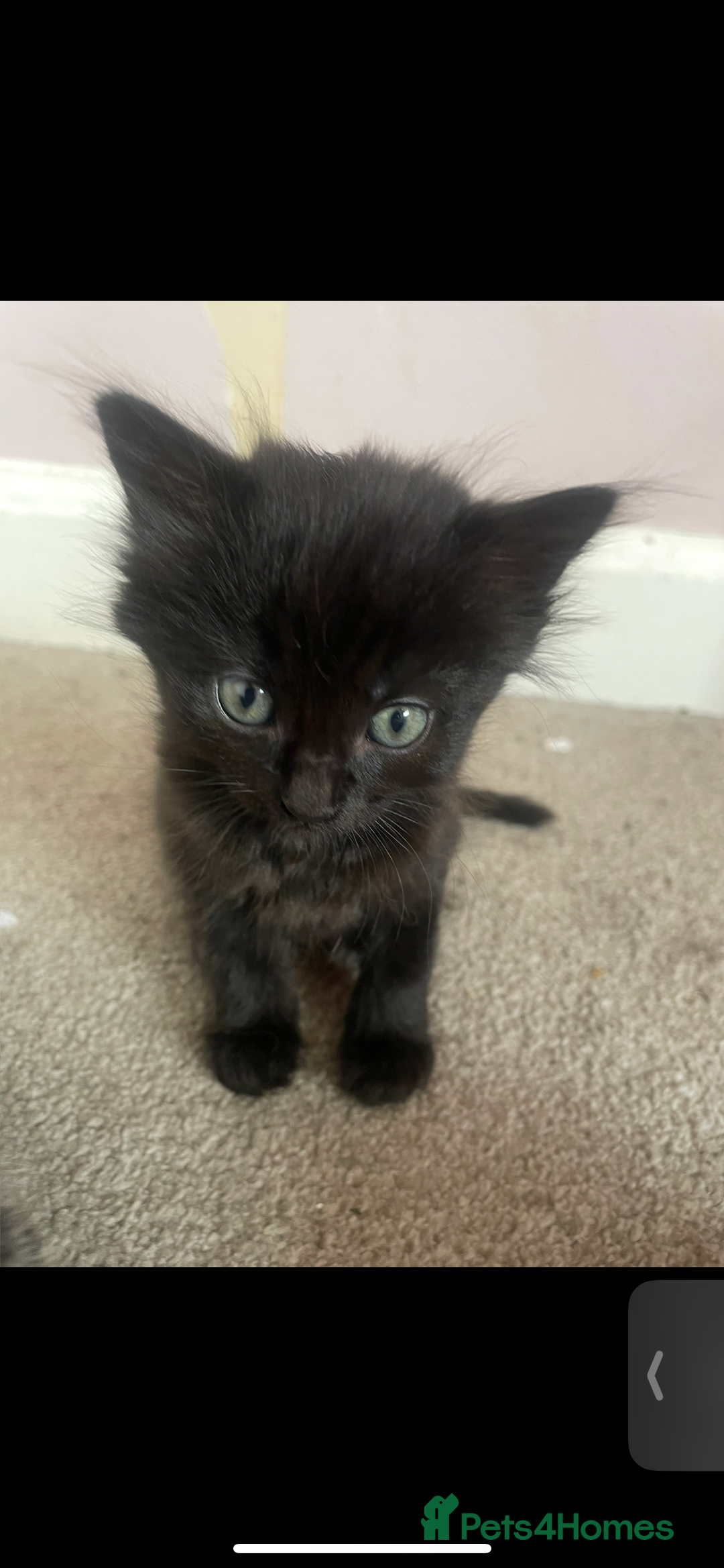 British Shorthair cats for sale: 2 kittens left been around children and dogs  - Image 6