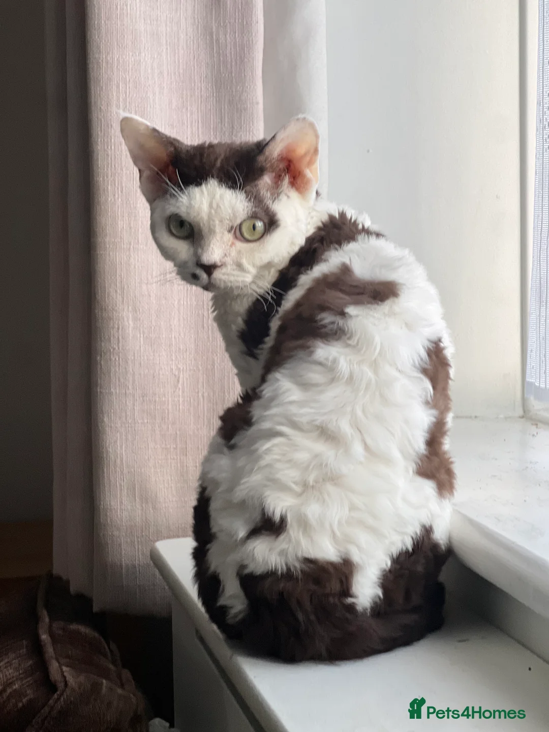 Devon Rex cats for stud: TICA active male for stud duties PROVEN STUD in Harlow - Advert 4