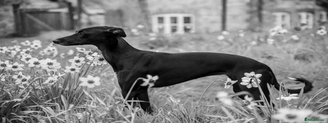Sika lucifer Plunkett 