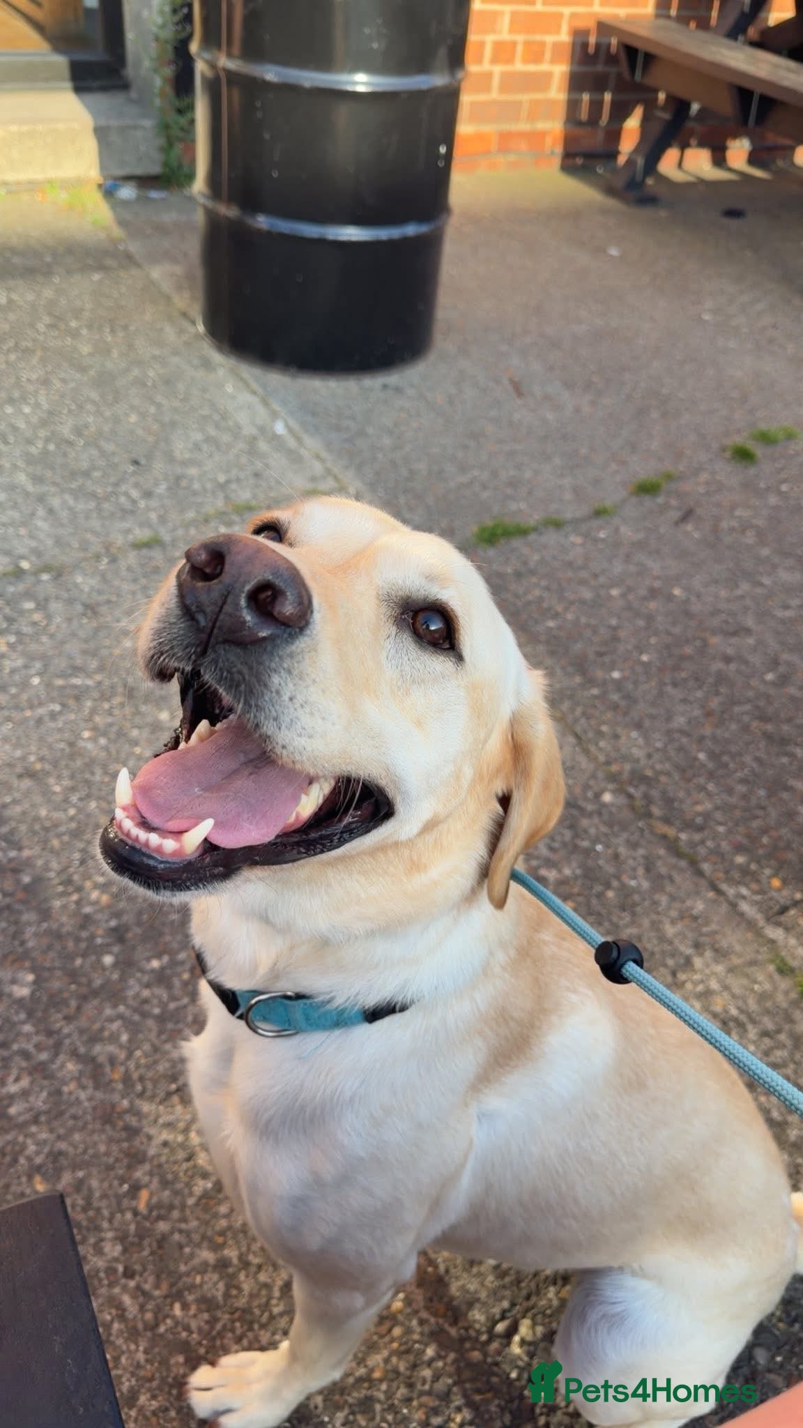 Labrador Retriever dogs Marley  - Advert 13