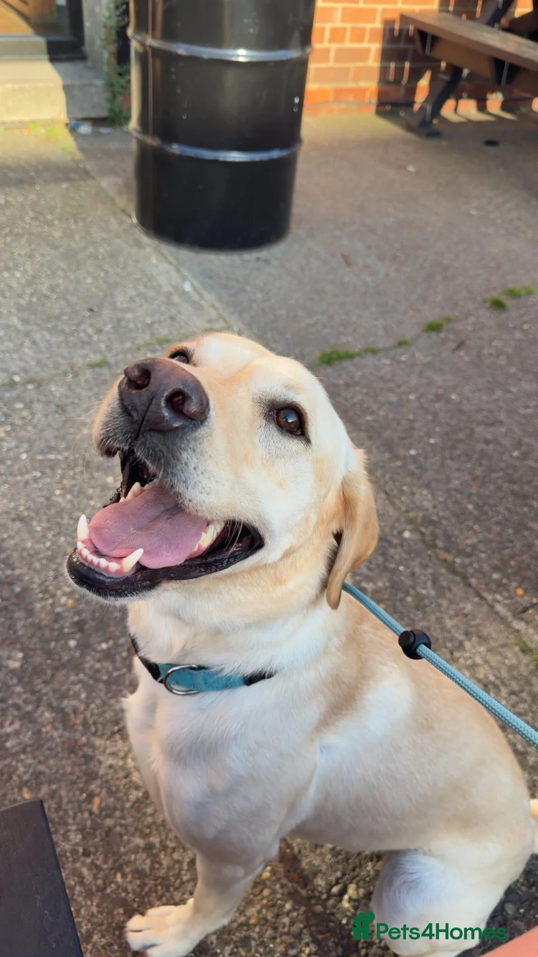 Labrador Retriever dogs for sale: Marley  - Advert 1