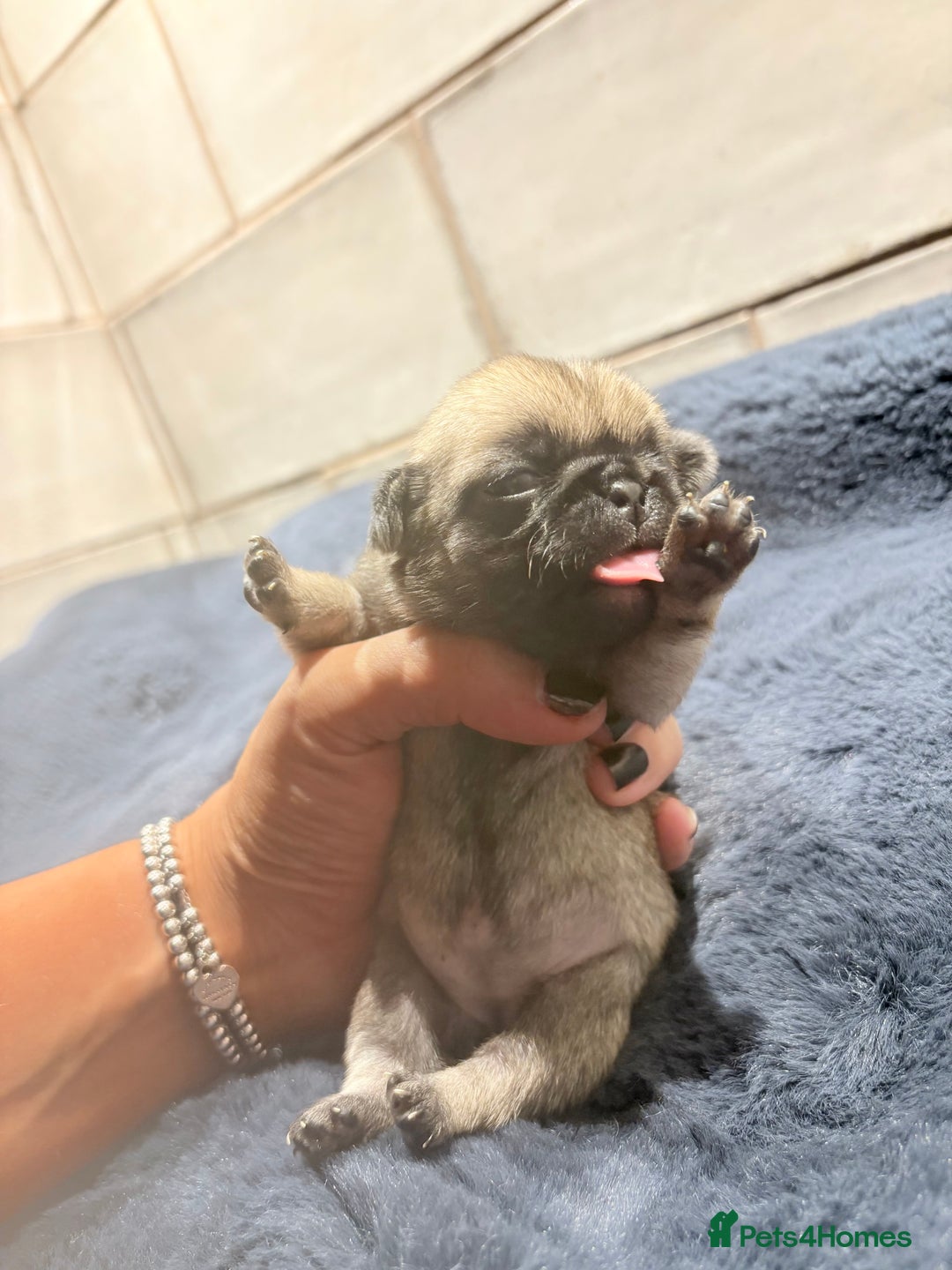 Pug dogs for sale: ALL PUPPIES NOW RESERVED🤍🐶 - Advert 4