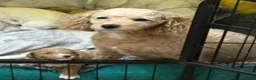 Cavapoo dogs for sale: Cavapoo x Australian labradoodle puppies  in Northampton - Advert 2