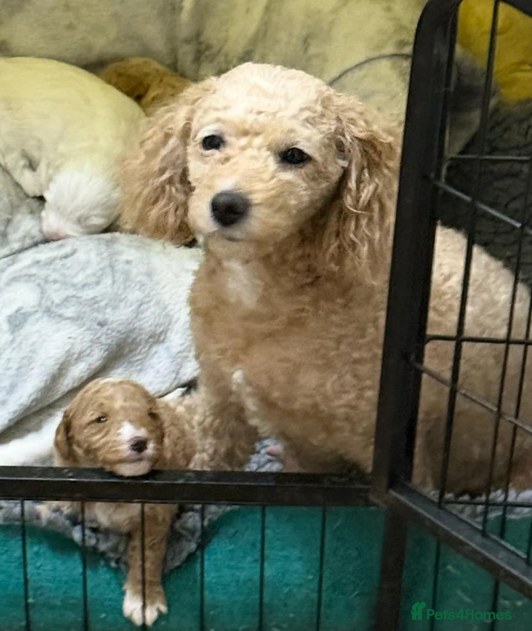 Cavapoo dogs for sale: Cavapoo x Australian labradoodle puppies  in Northampton - Advert 2