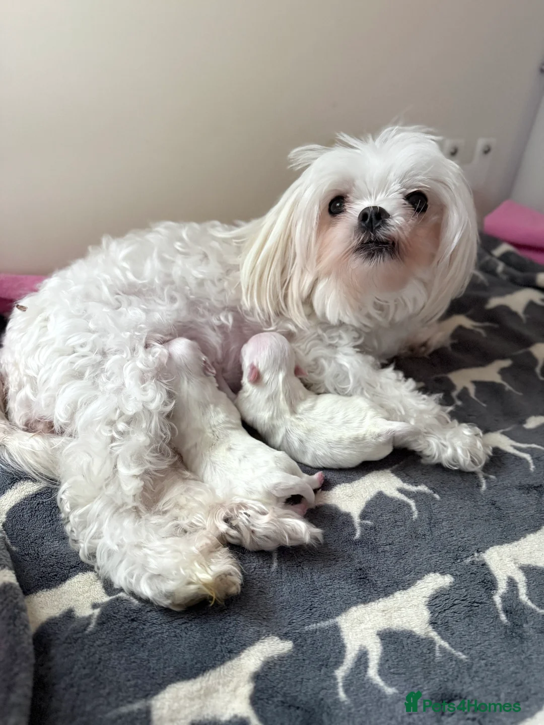 Maltese dogs for sale: Exceptional quality KC reg tiny Maltese  - Advert 8