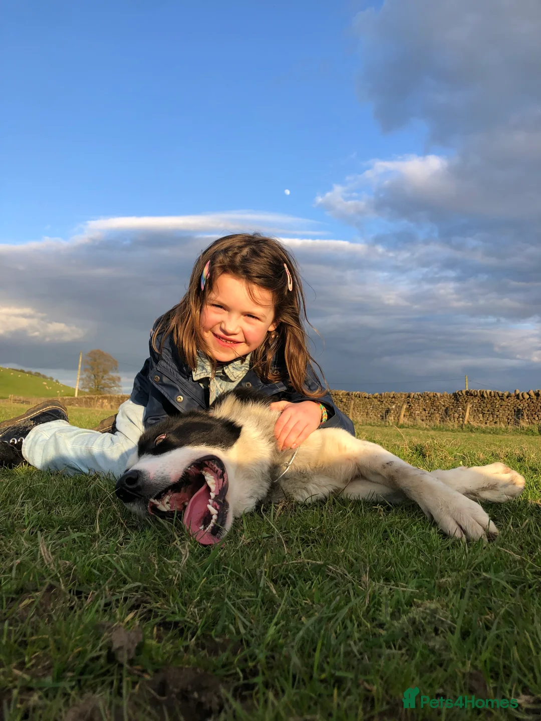 Border Collie dogs for sale: Troy entire male border collie  in Skipton - Advert 3