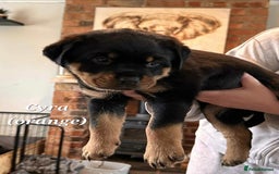 Rottweiler dogs for sale: Rottweiler puppies - Image 8