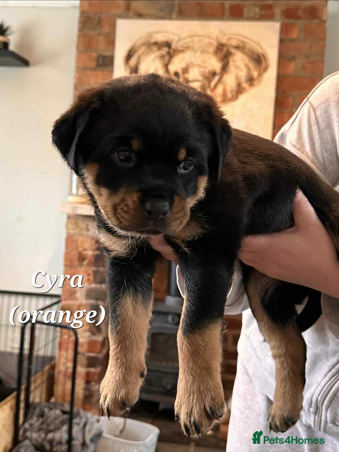 Rottweiler dogs for sale: Rottweiler puppies - Image 8
