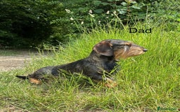 Dachshund dogs for sale: Wirehaired Dachshund - Image 2