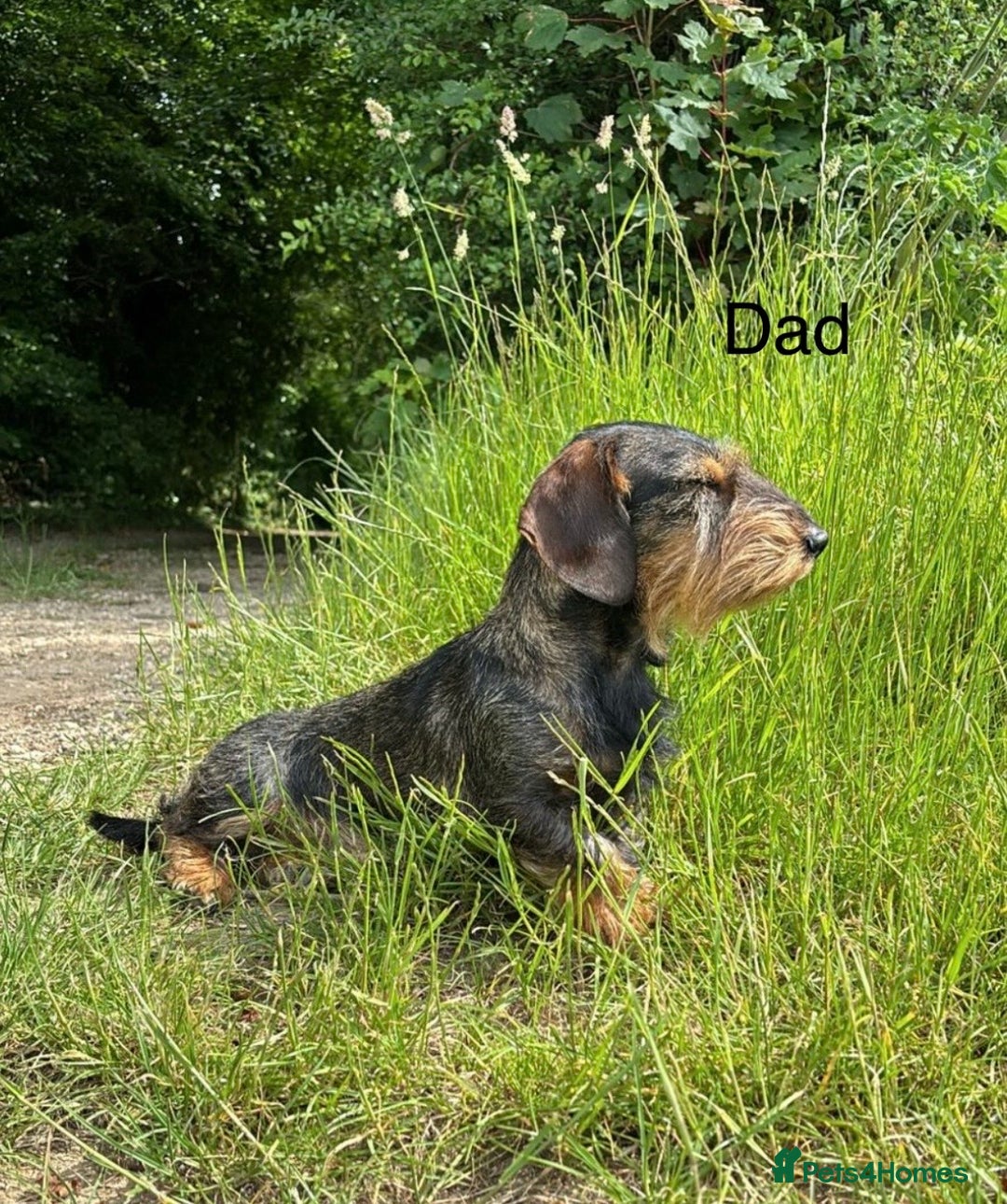 Dachshund dogs for sale: Wirehaired Dachshund - Image 2