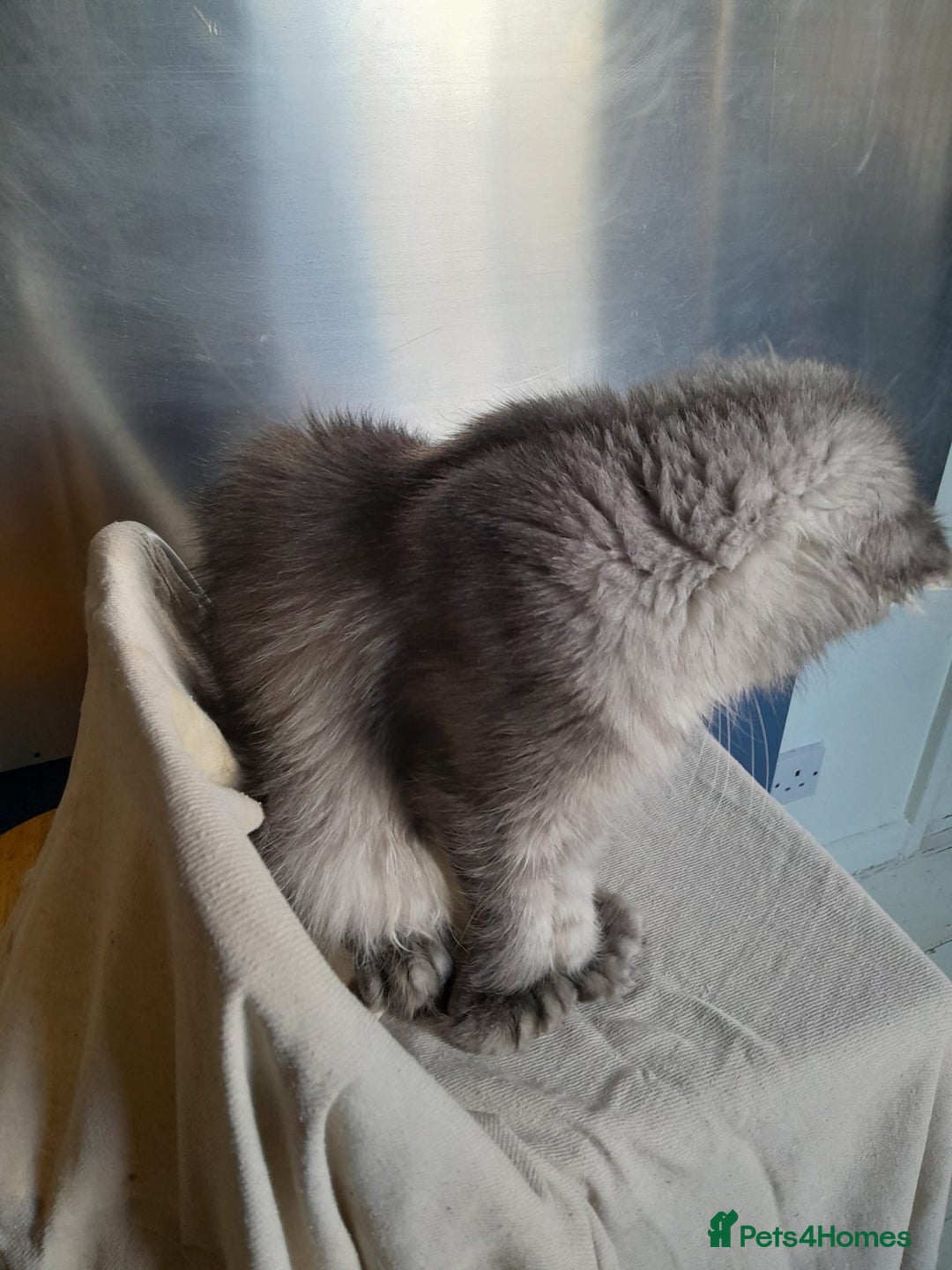 Maine Coon cats for sale: black silver ticked polydactyl girl MaineCoon TICA - Advert 6