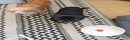 Chihuahua dogs for sale: 1 black boy 1 cream girl 1 brown girl chihuahuas - Advert 4